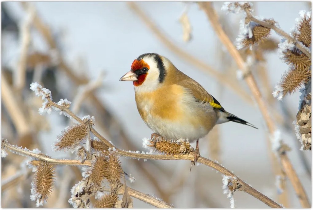 Tablou - Ciredeaua (90x60 cm)