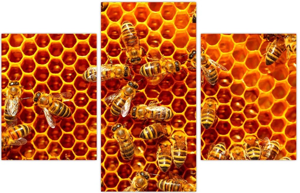 Tablou - Fagure de miere (90x60 cm)