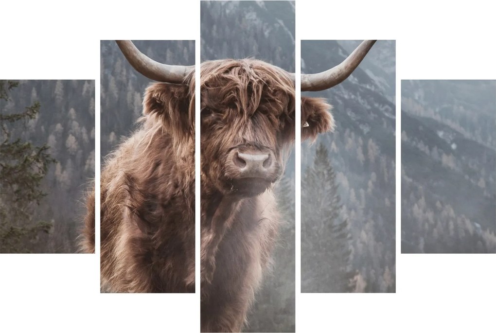 Tablou - Vaca Highlander (150x105 cm)