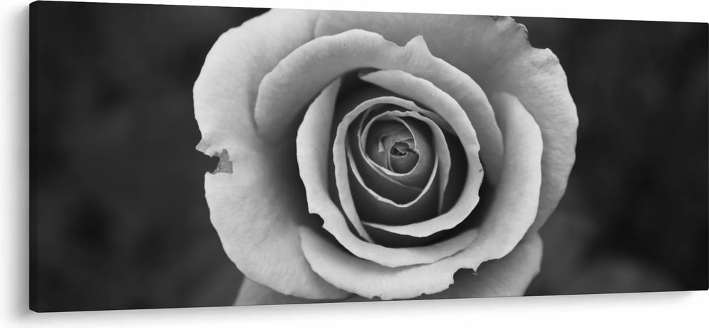 Tablou - Trandafir (120x50 cm)