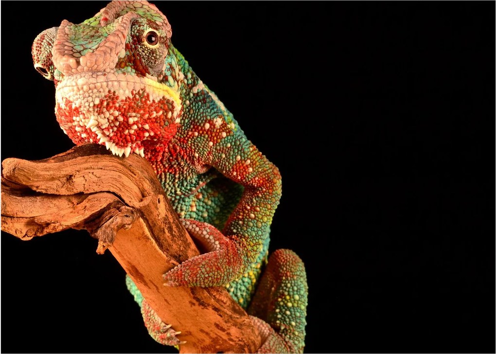 Tablou cu cameleon pe creangă (70x50 cm)