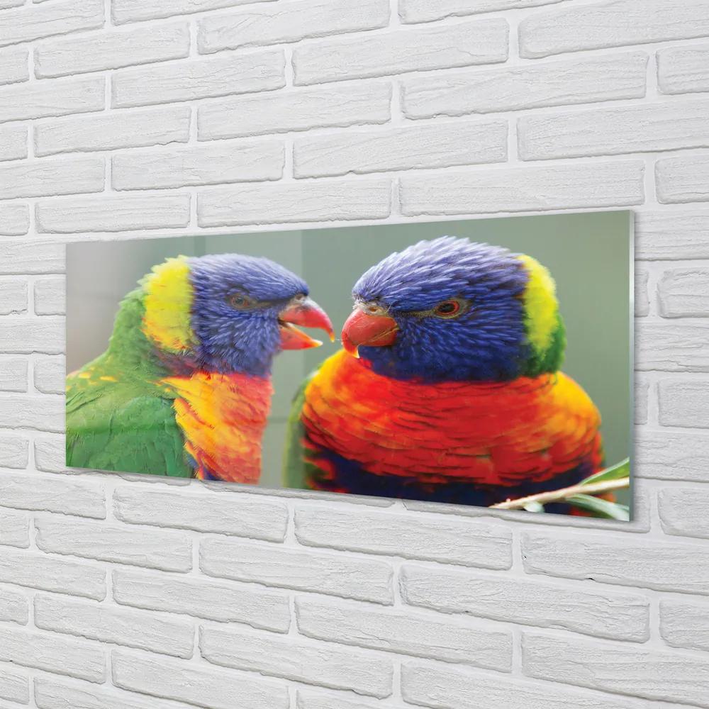 Tablouri acrilice papagal colorat