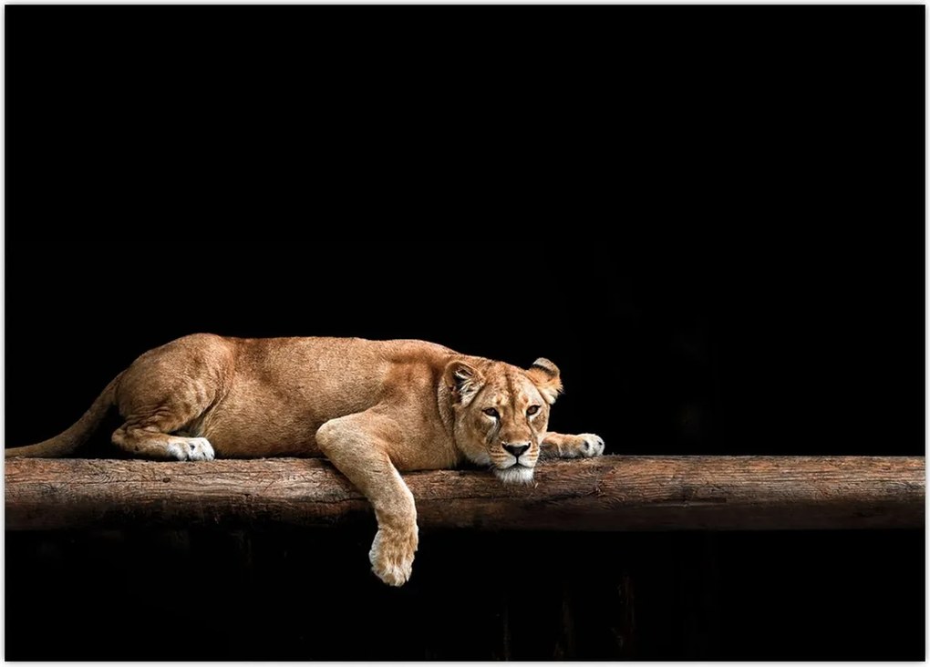 Tablou - Lioness (70x50 cm)