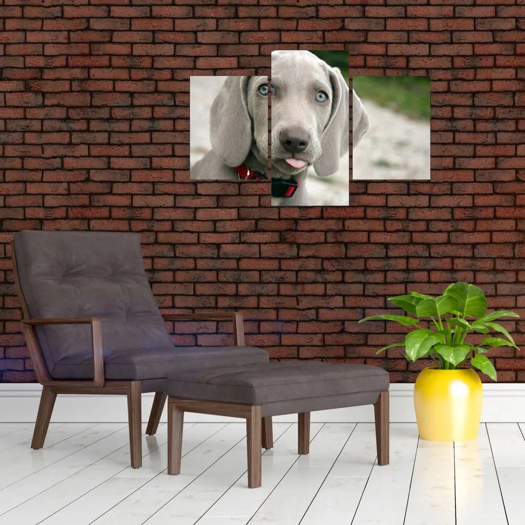 Tablou - cățeluș weimaraner (90x60 cm)