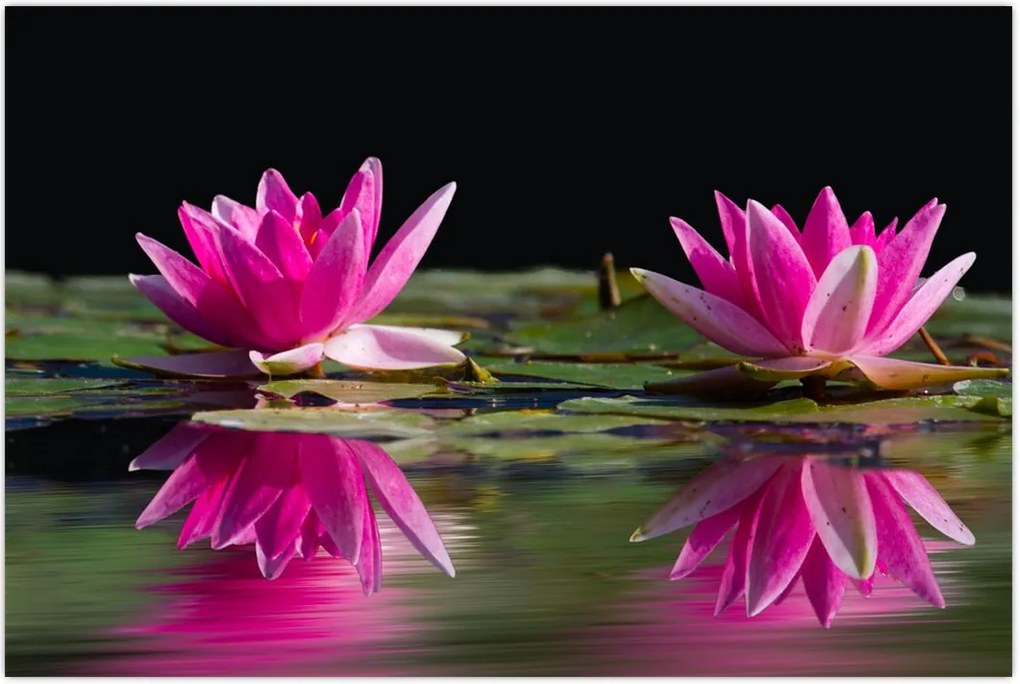 Tablou - Nuferi pe apă (90x60 cm)