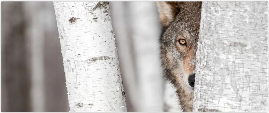Tablou - Lup (120x50 cm)