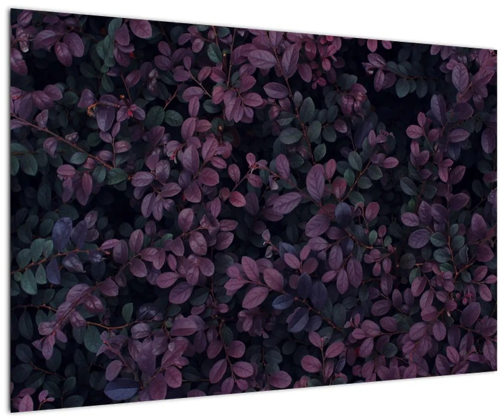 Tabou - Frunze roșu închis (90x60 cm)