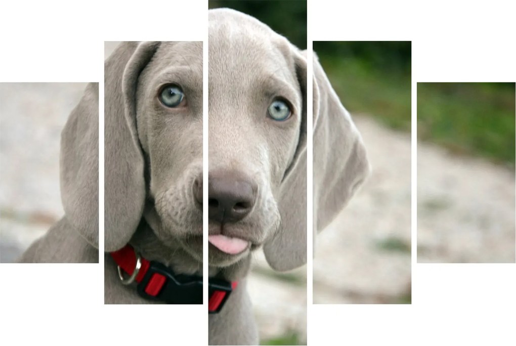 Tablou - cățeluș weimaraner (150x105 cm)