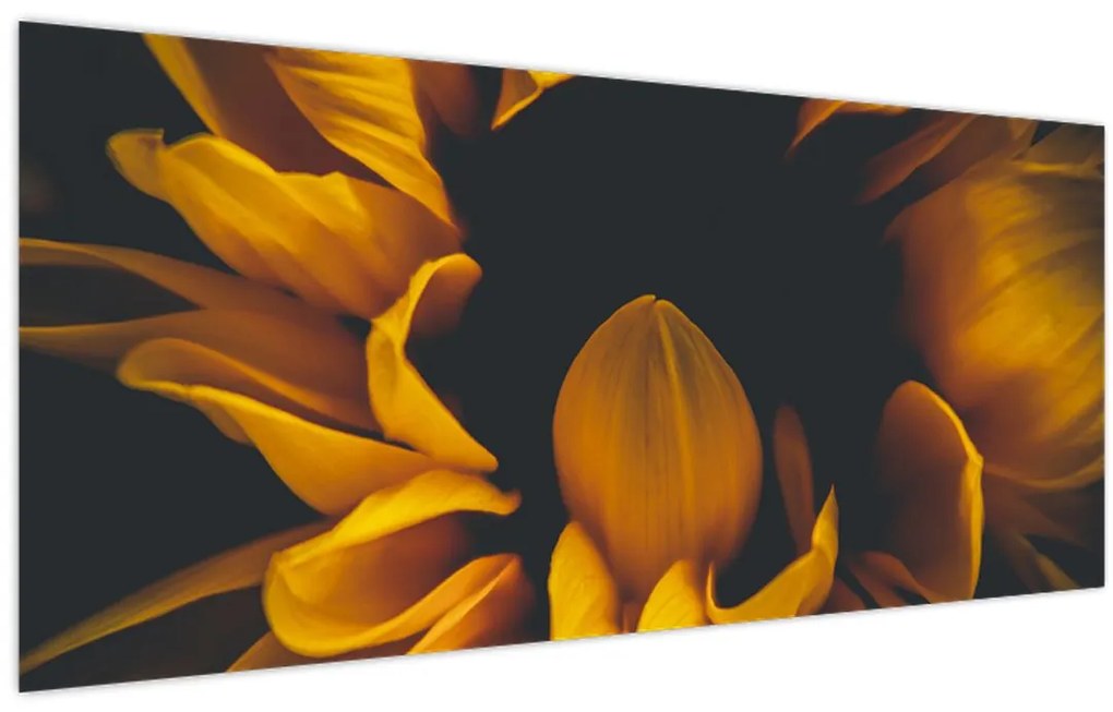 Tablou - Floarea-soarelui în fundal negru (120x50 cm)