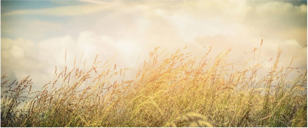 Tablou - Câmp toamna (120x50 cm)