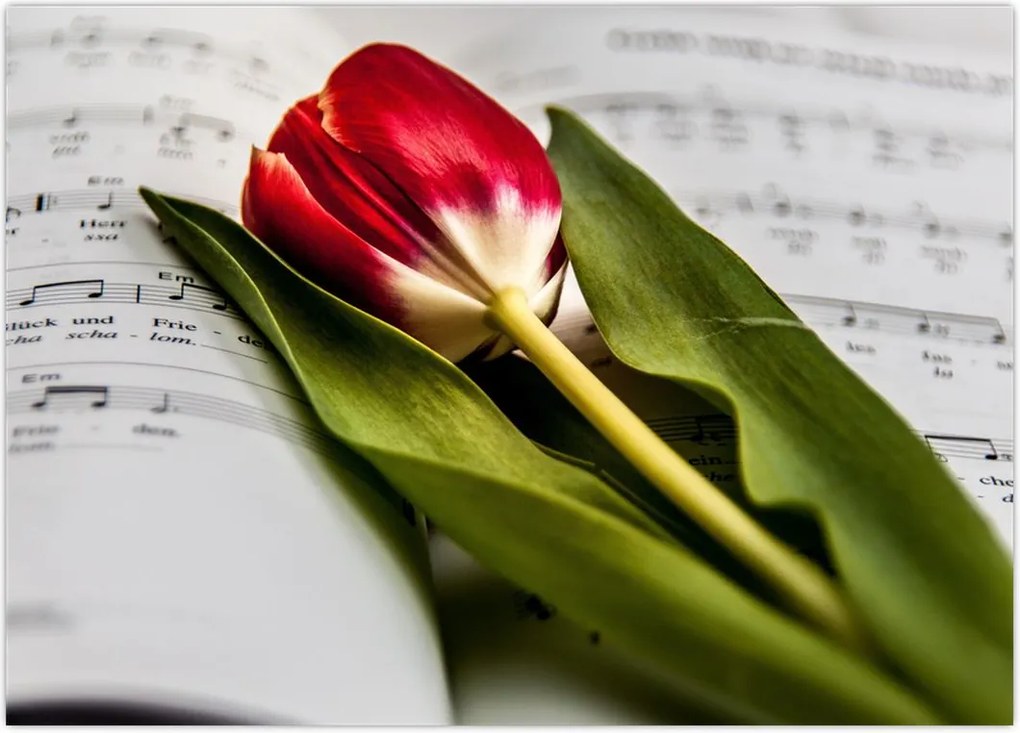 Tablou - Lalea roșie (70x50 cm)