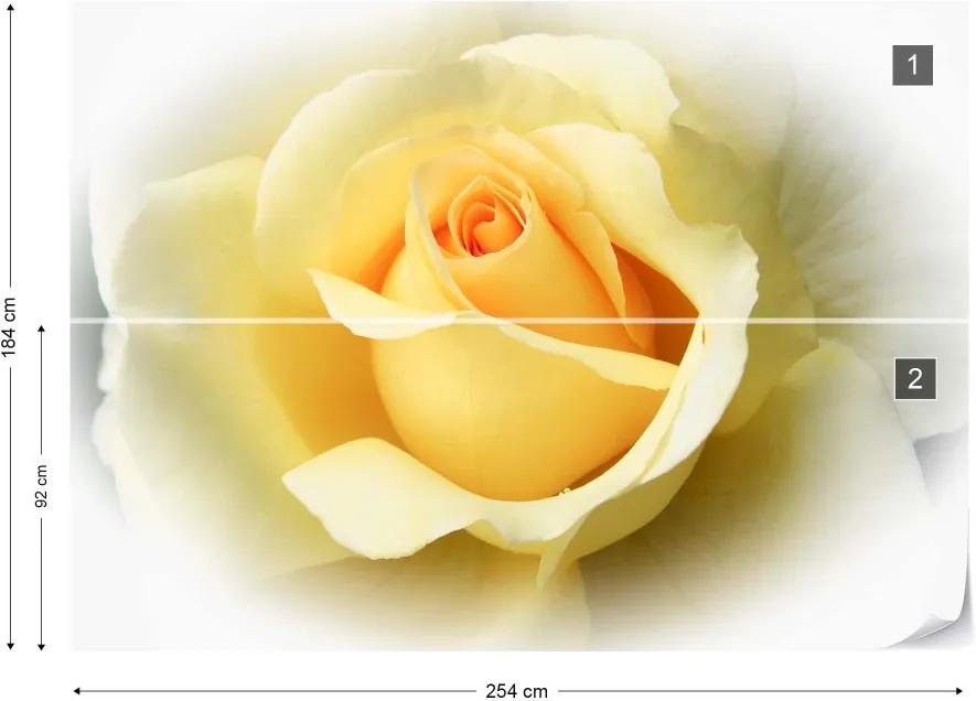 Fototapet GLIX - Yellow Rose + adeziv GRATUIT Tapet nețesute - 254x184 cm