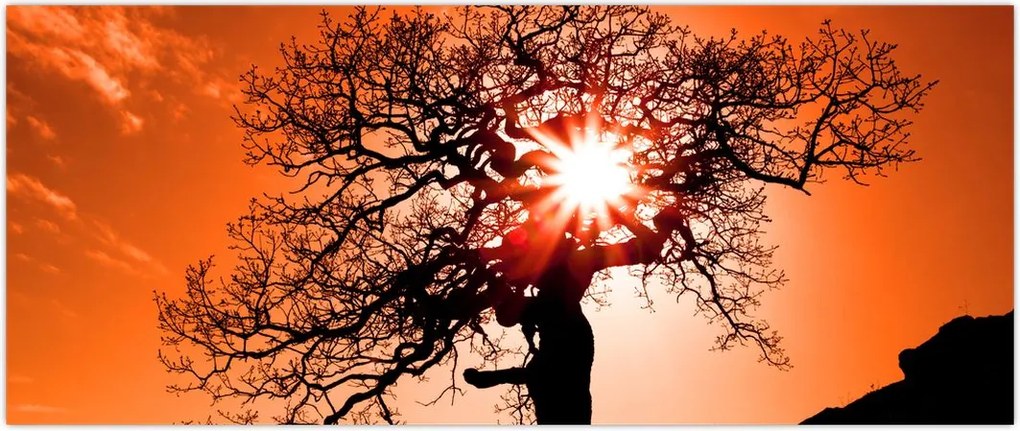 Tablou - Fag la apus de soare (120x50 cm)