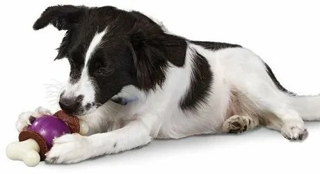 Jucărie pentru câini Bouncy Bone™ M
