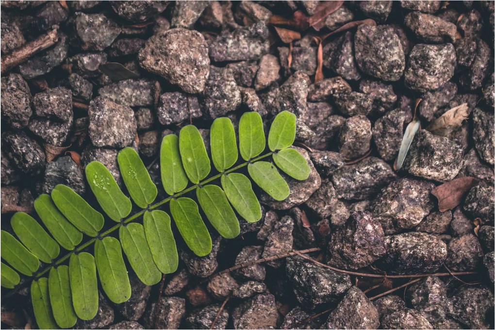 Tablou cu planta verde (90x60 cm)