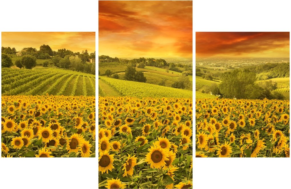 Tablou - Câmp de floarea-soarelui (90x60 cm)