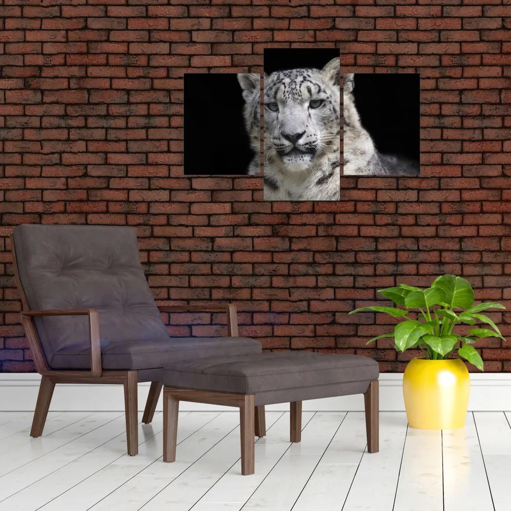 Tablou - Snow Leopard (90x60 cm)