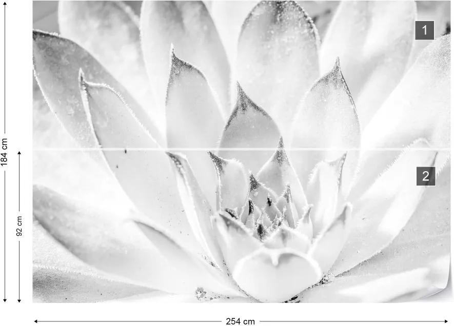 GLIX Fototapet - Aloe Plant Black And White Vliesová tapeta  - 254x184 cm