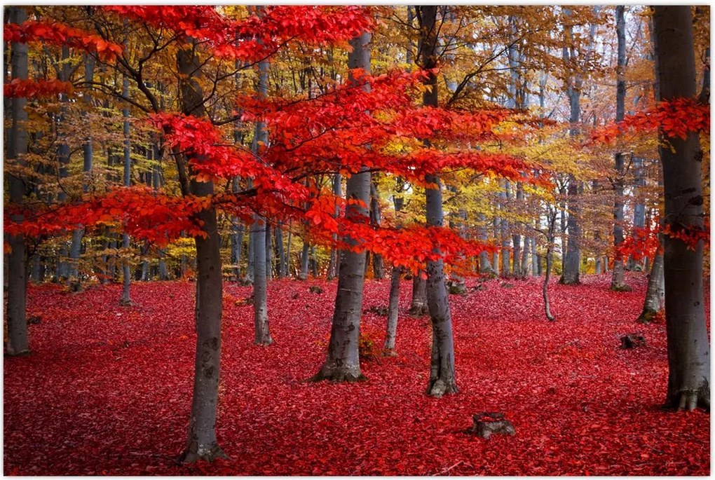 Tablou - Pădurea roșie (90x60 cm)