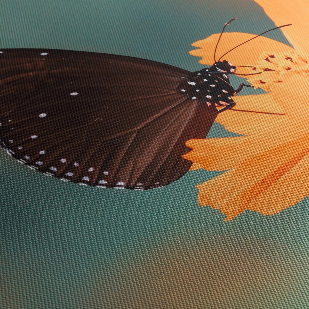 Tablou - fluture pe o floare portocalie (90x60 cm)