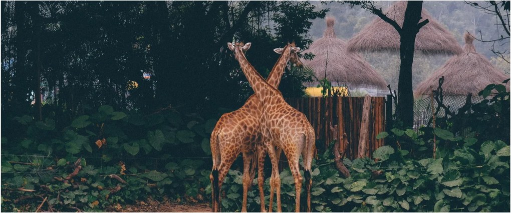Tablou cu două girafe (120x50 cm)