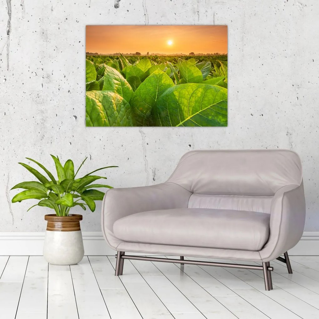 Tablou - Câmp (70x50 cm)