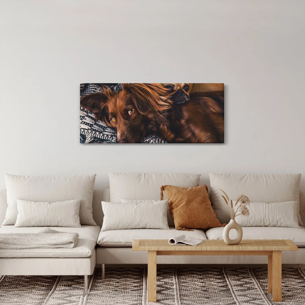 Tablou cu câini dormind (120x50 cm)