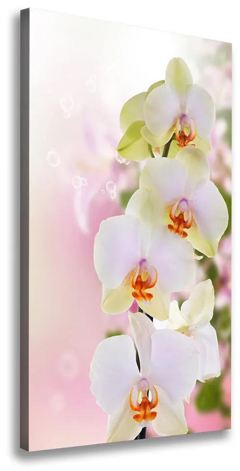 Tablou pe pânză canvas Alb orhidee