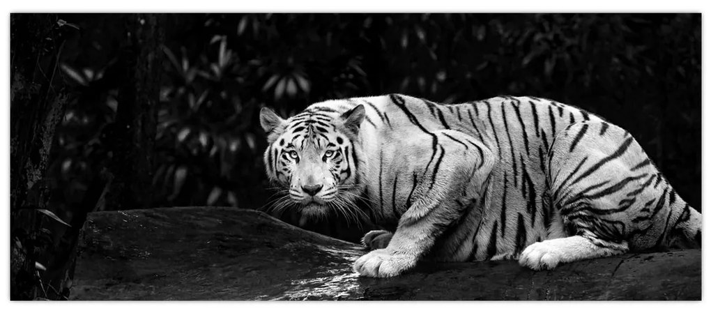 Tablou - Tigru alb, alb-negru (120x50 cm)
