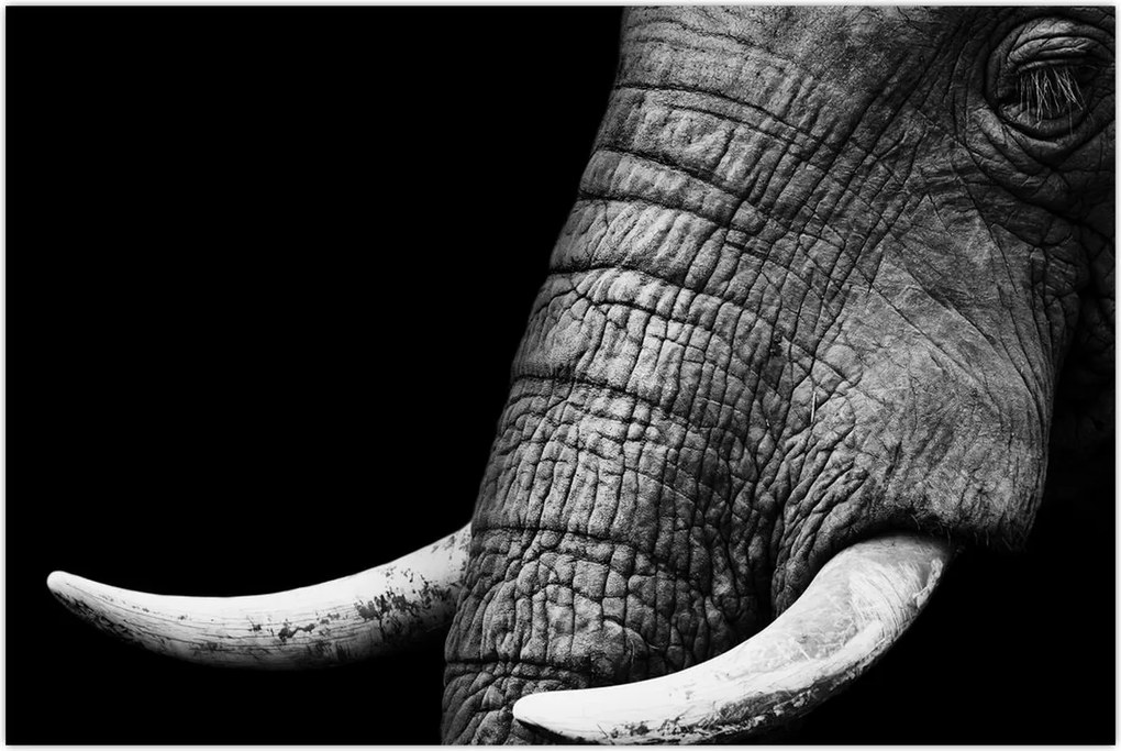 Tablou - Colți de elefant (90x60 cm)