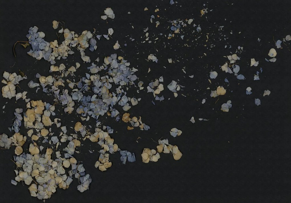 Fototapet, Fragile Beauty, Dark Blue, Rebel Walls
