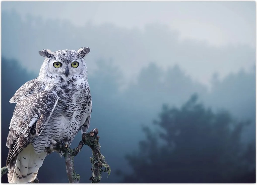 Tablou - Bufniță de zăpadă (70x50 cm)