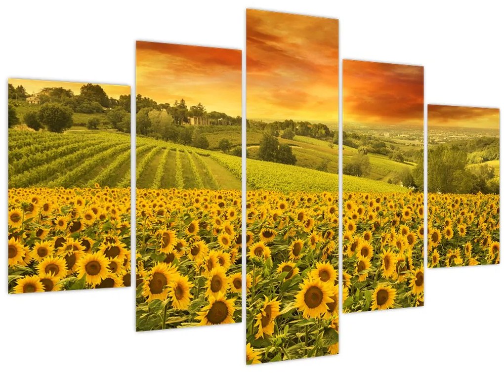 Tablou - Câmp de floarea-soarelui (150x105 cm)