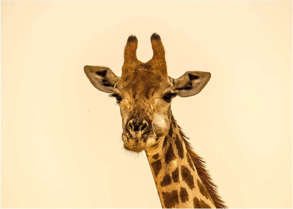 Tablou cu girafe (70x50 cm)