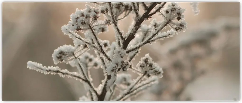 Tablou - Plantează în îngheț (120x50 cm)
