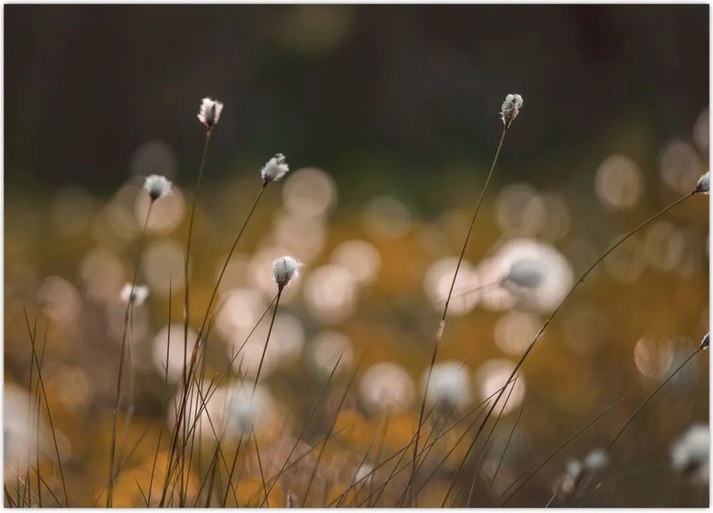 Tablou - Pajiște cu iarbă de cozonac N⁰2 (70x50 cm)