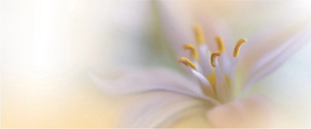 Tablou - Floare fragedă (120x50 cm)