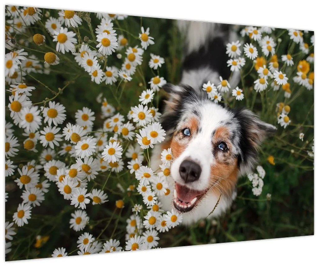 Tablou - Ciobănesc australian (90x60 cm)