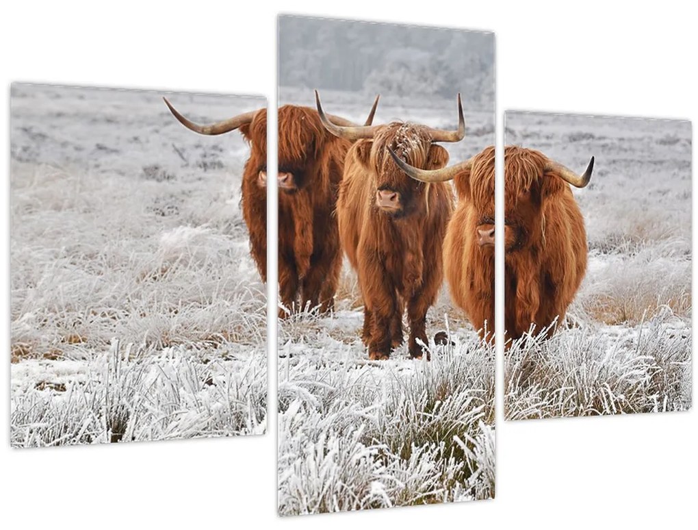 Tablou - Vaci scoțiene (90x60 cm)