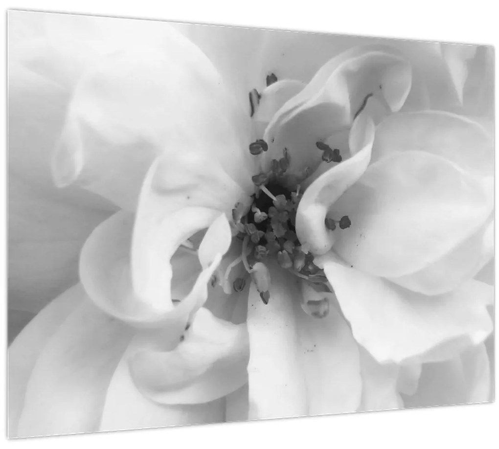 Tablou - Floare,alb-negru (70x50 cm)