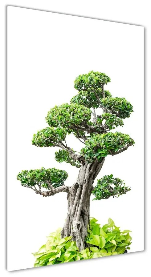 Fotografie imprimată pe sticlă copac bonsai
