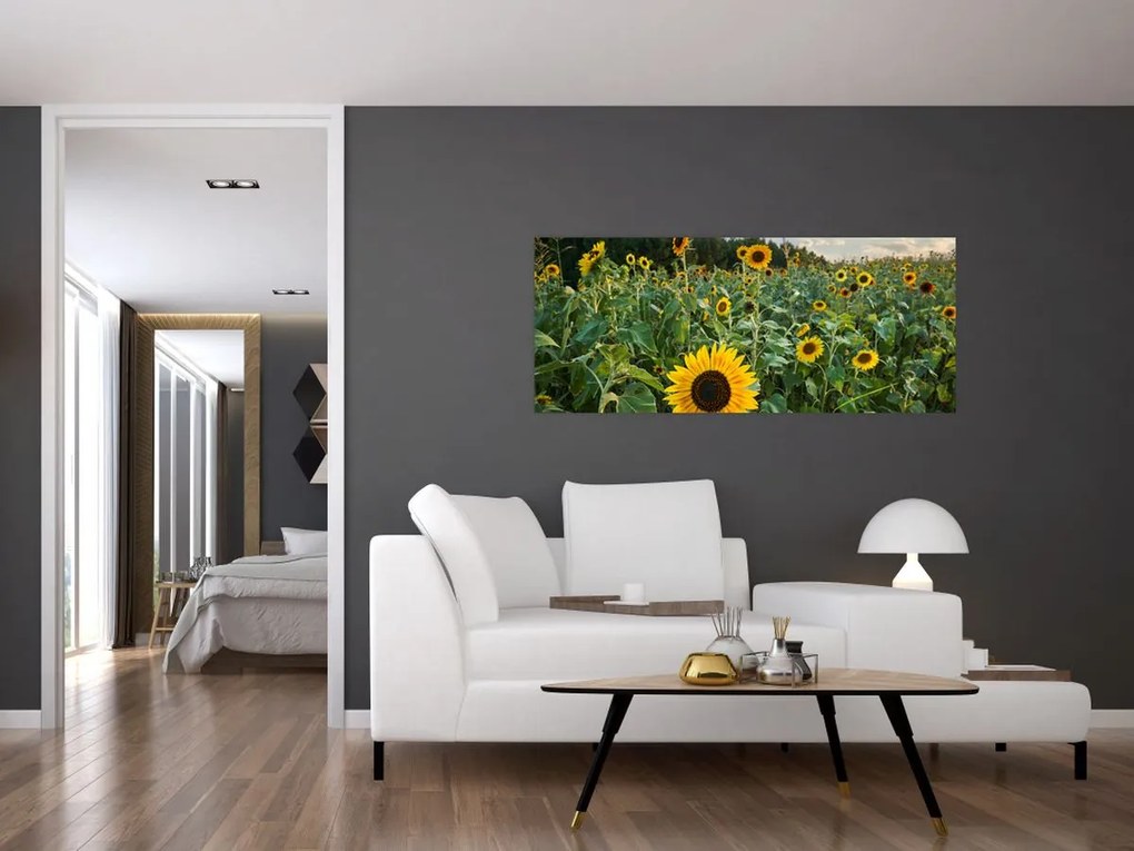 Tablou - Câmpul de floarea-soarelui II. (120x50 cm)