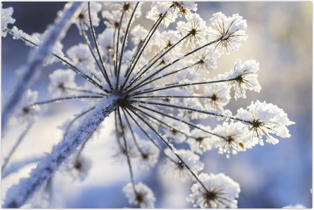 Tablou - Flori înghețate (90x60 cm)