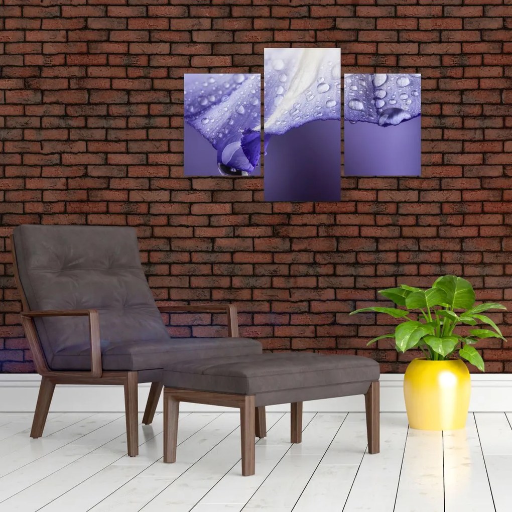 Tablou - Petală cu picături (90x60 cm)
