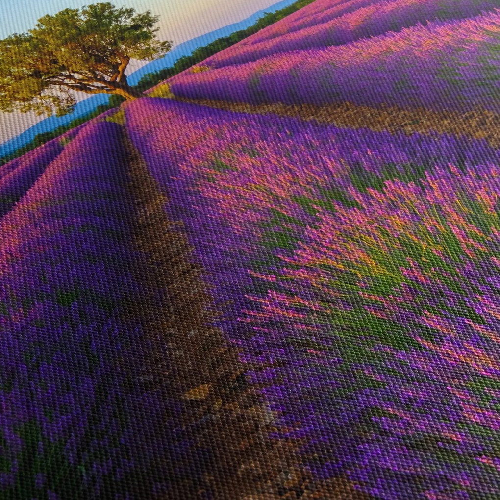 Tablou - Câmp de lavandă (90x60 cm)