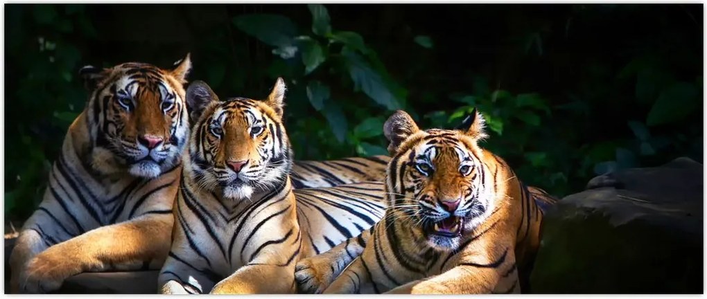 Tablou - Tigrii frați (120x50 cm)