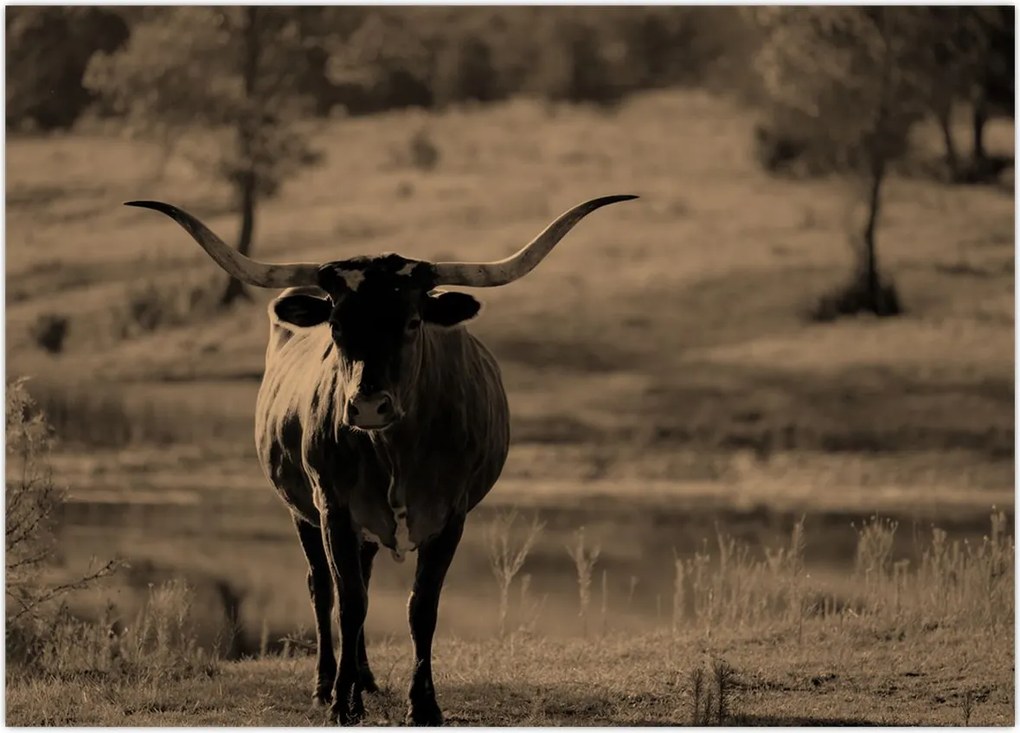 Tablou pe sticlă - Vacă din Texas (70x50 cm)