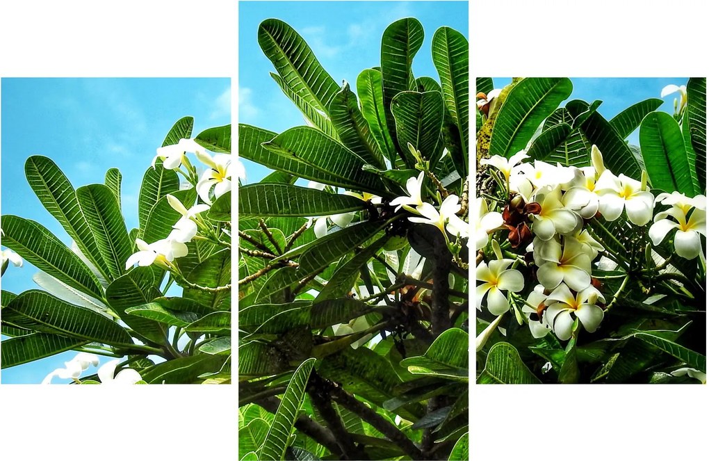 Tablou - Plumeria (90x60 cm)