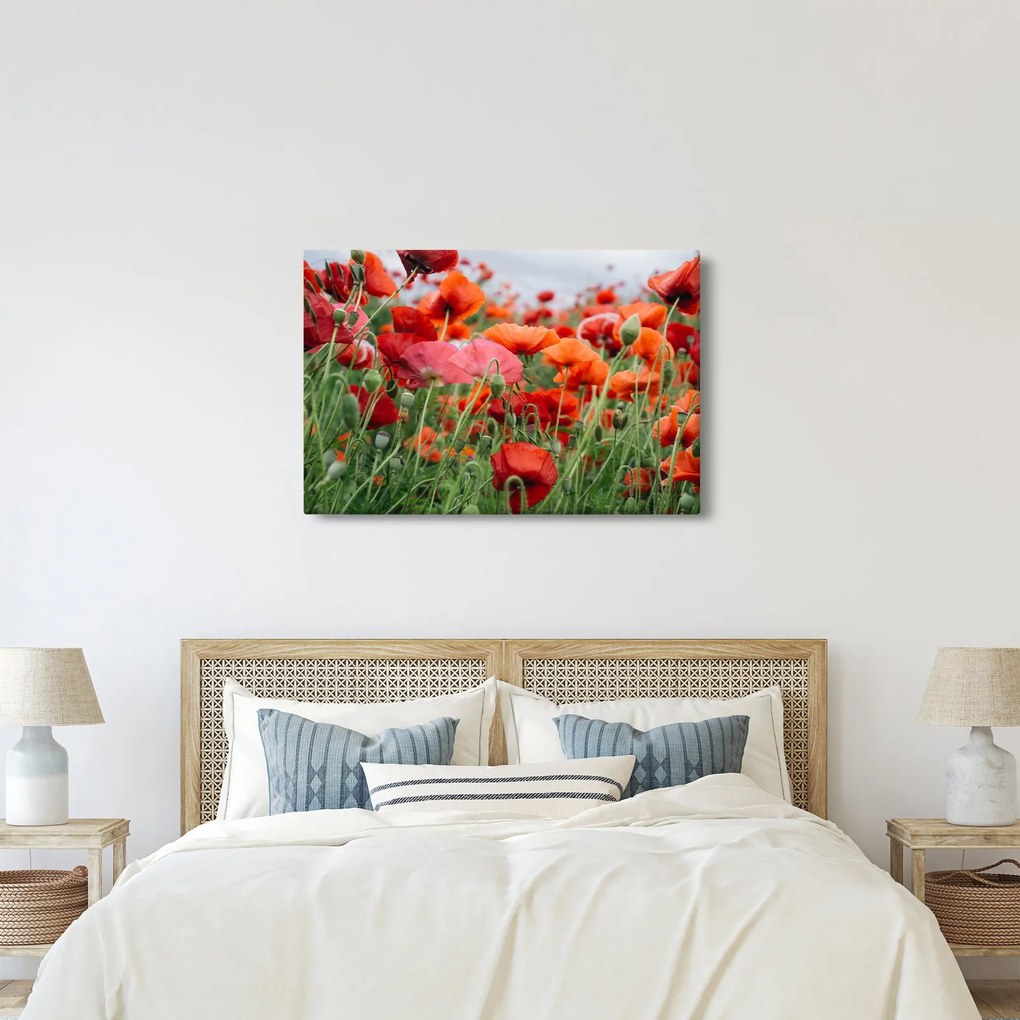 Tablou din câmp cu maci (90x60 cm)