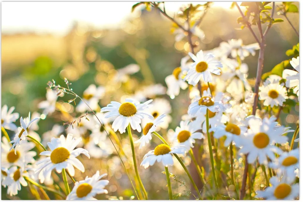 Tablou - Margarete (90x60 cm)